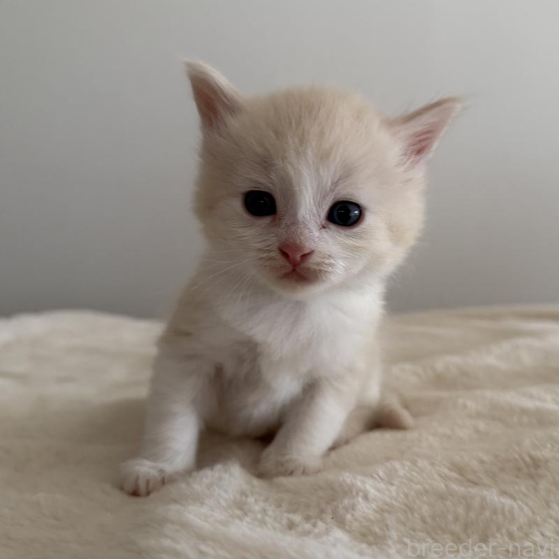 販売中の茨城県のサイベリアン-135013の10枚目