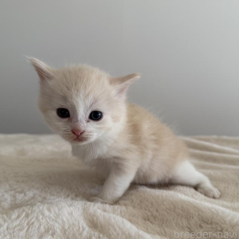 販売中の茨城県のサイベリアン-135013の9枚目