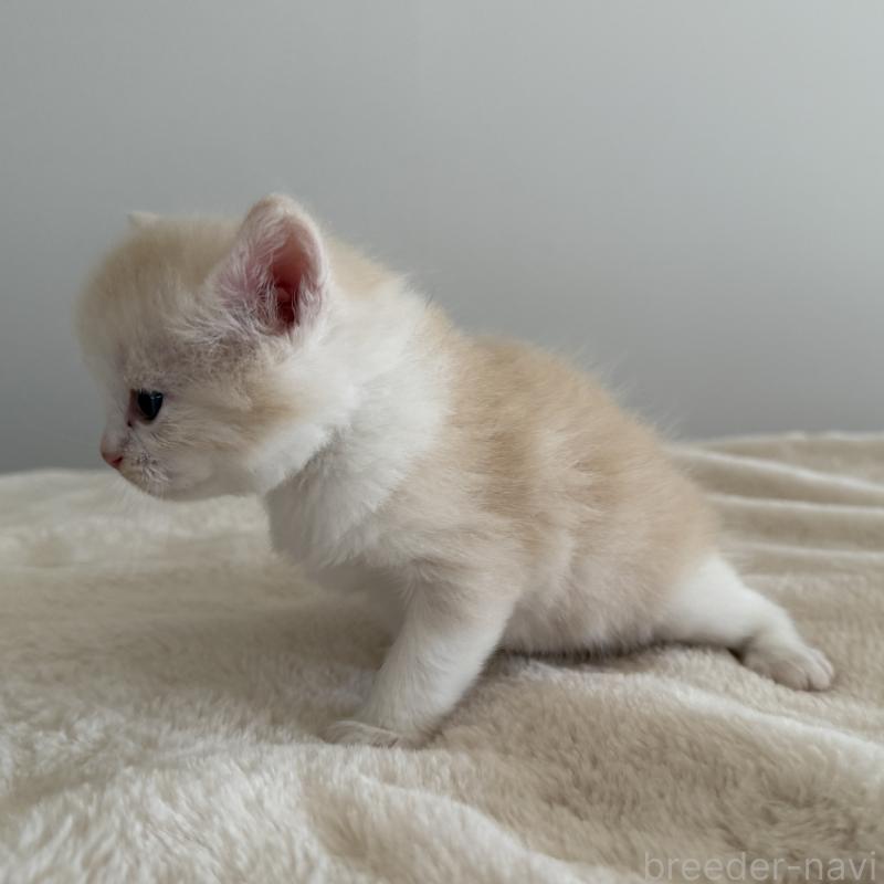 販売中の茨城県のサイベリアン-135013の8枚目