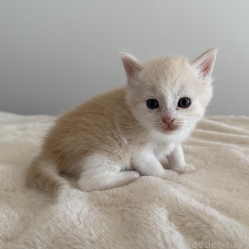 販売中の茨城県のサイベリアン-135013の7枚目