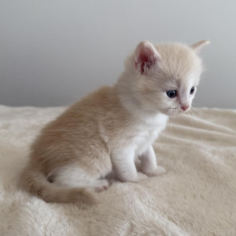 販売中の茨城県のサイベリアン-135013の5枚目