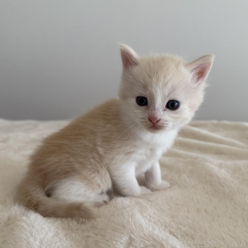 販売中の茨城県のサイベリアン-135013の4枚目