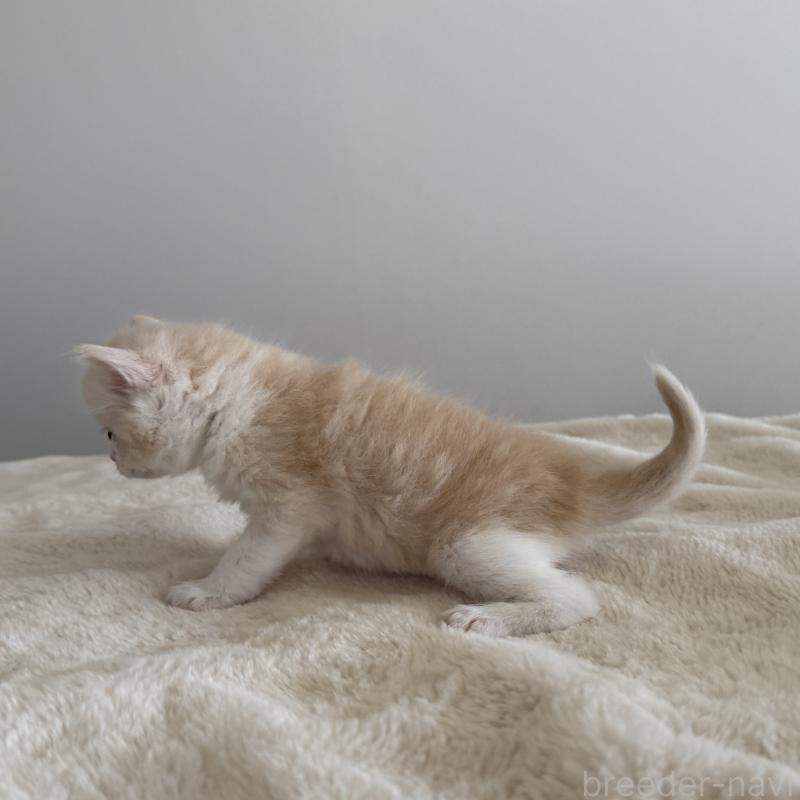 販売中の茨城県のサイベリアン-135013の3枚目