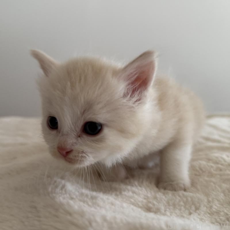 販売中の茨城県のサイベリアン-135013の2枚目