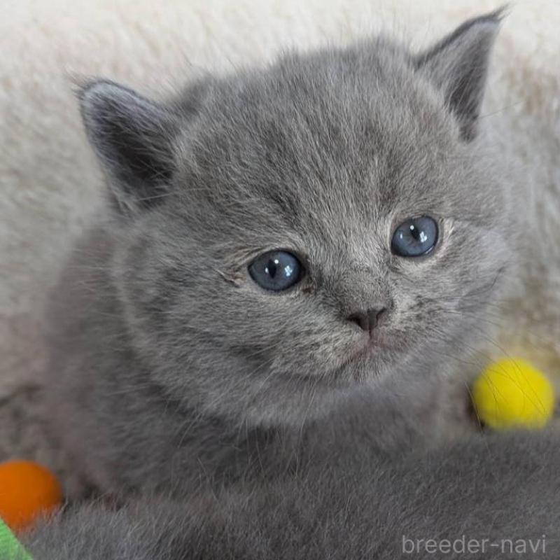 販売中の神奈川県のブリティッシュショートヘア-135016の2枚目