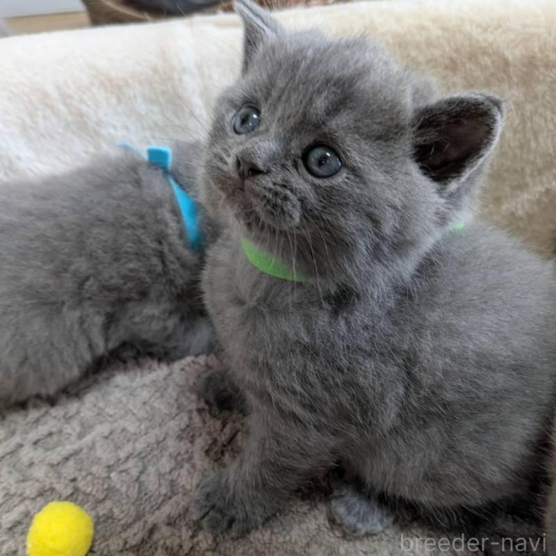 販売中の神奈川県のブリティッシュショートヘア-135017の2枚目