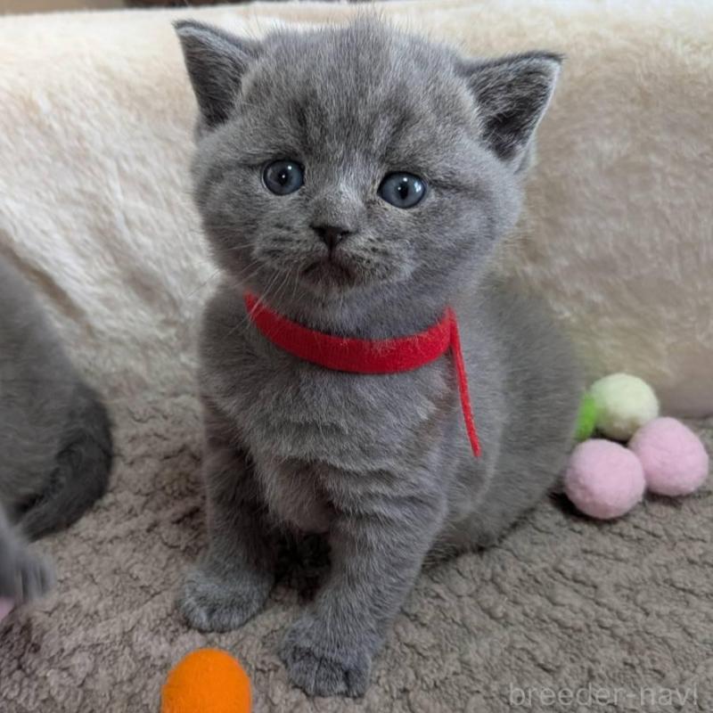 販売中の神奈川県のブリティッシュショートヘア-135018の1枚目