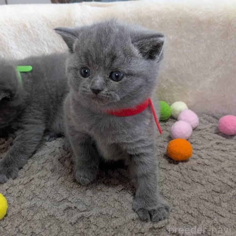 販売中の神奈川県のブリティッシュショートヘア-135018の2枚目