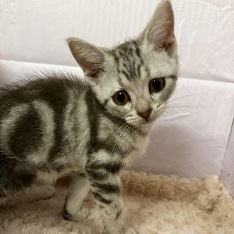 販売中の神奈川県のアメリカンショートヘア-135019の3枚目