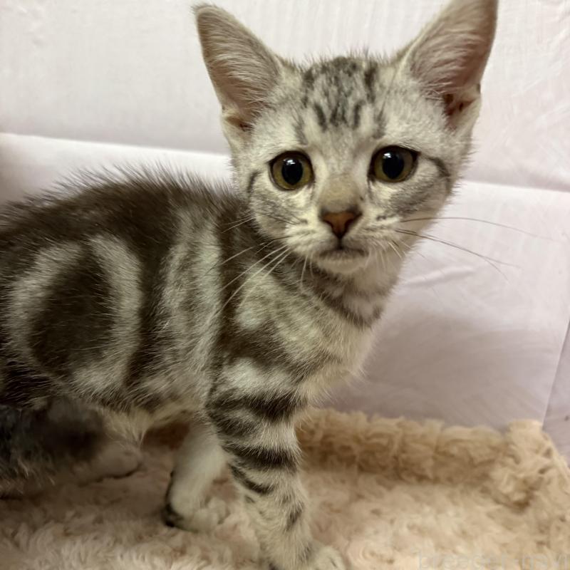 販売中の神奈川県のアメリカンショートヘア-135019の1枚目