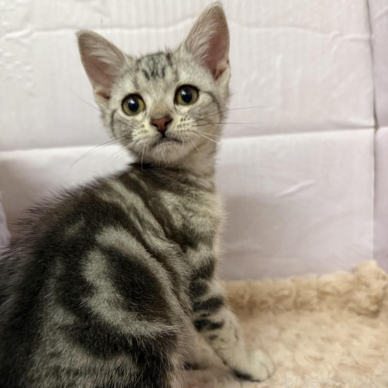 販売中の神奈川県のアメリカンショートヘア-135019の2枚目