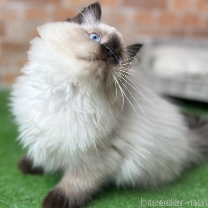 販売中の愛知県のサイベリアン-135020の13枚目