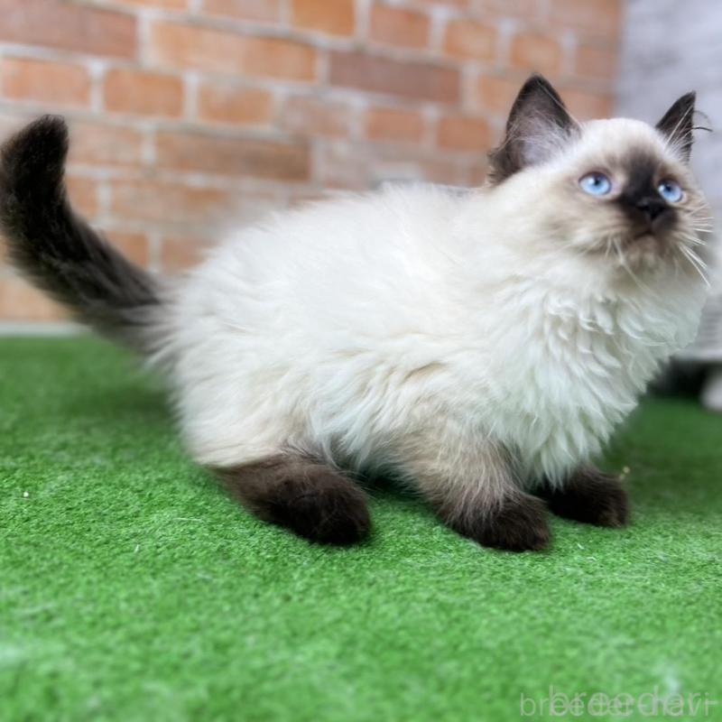 販売中の愛知県のサイベリアン-135020の12枚目