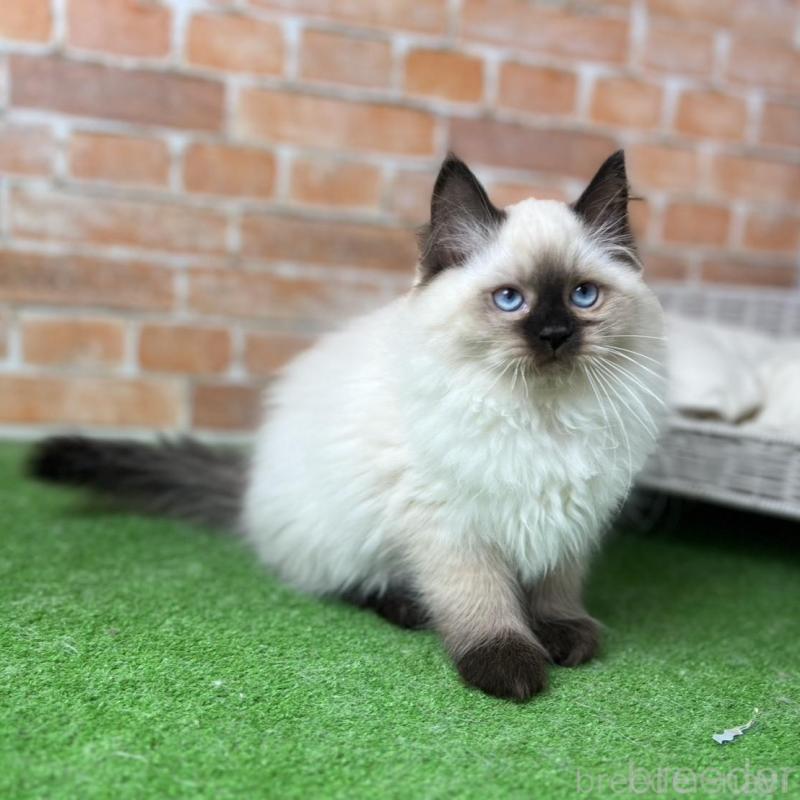 販売中の愛知県のサイベリアン-135020の11枚目