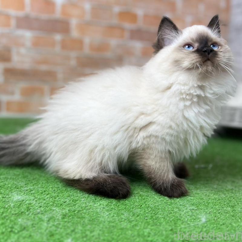 販売中の愛知県のサイベリアン-135020の10枚目