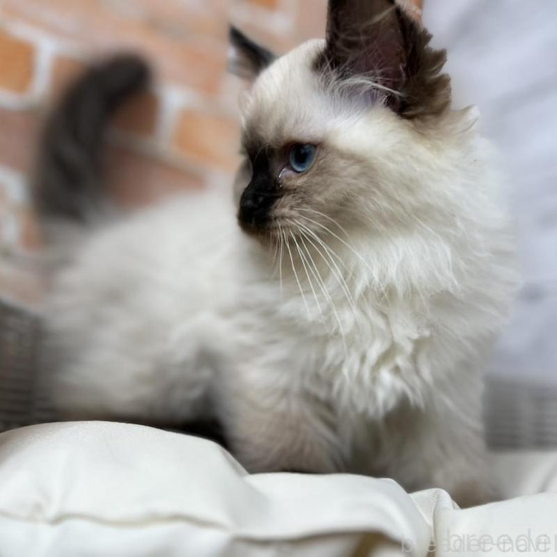 販売中の愛知県のサイベリアン-135020の9枚目