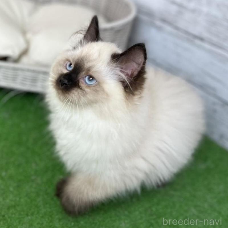 販売中の愛知県のサイベリアン-135020の8枚目