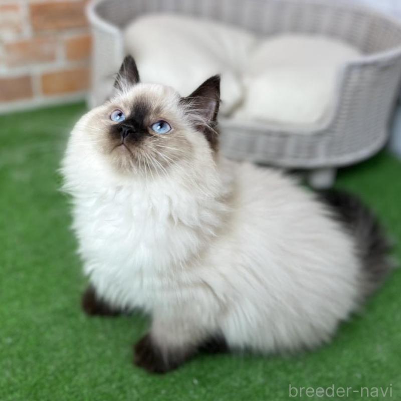 販売中の愛知県のサイベリアン-135020の7枚目