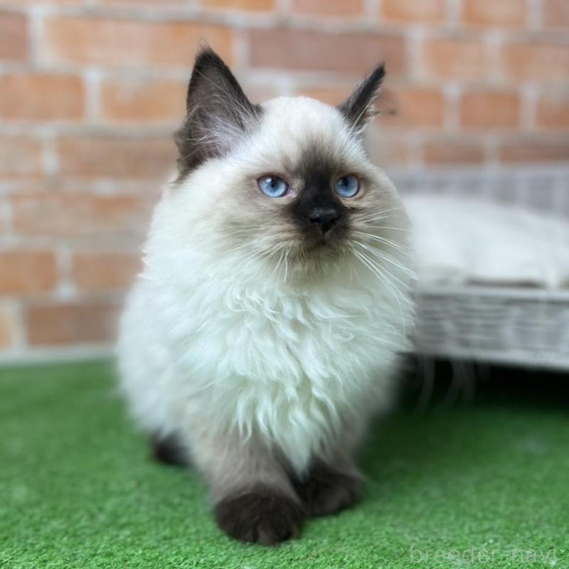 販売中の愛知県のサイベリアン-135020の6枚目