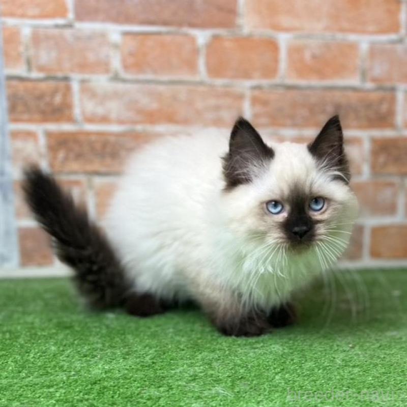 販売中の愛知県のサイベリアン-135020の5枚目