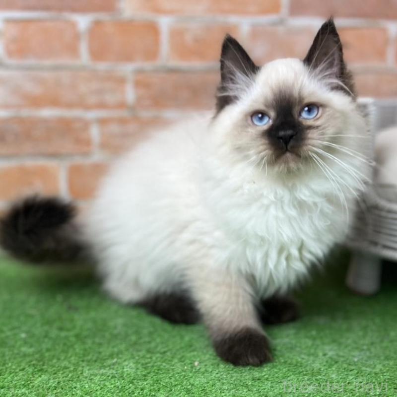 販売中の愛知県のサイベリアン-135020の4枚目