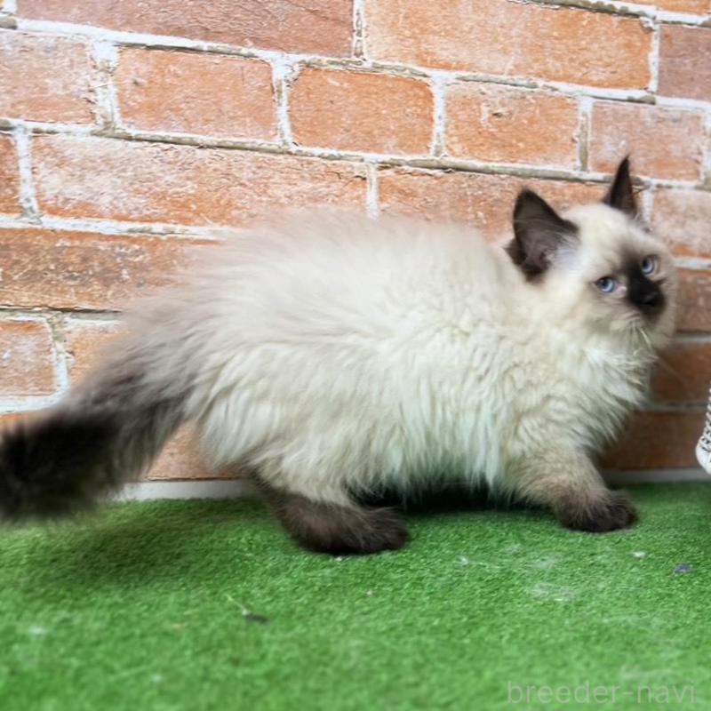 販売中の愛知県のサイベリアン-135020の3枚目