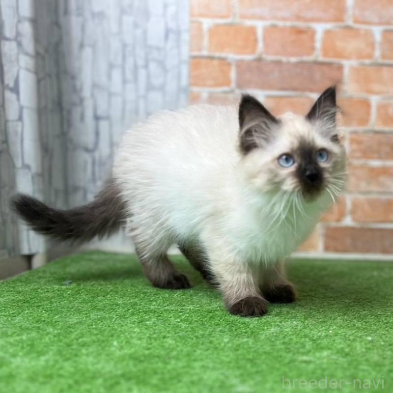 販売中の愛知県のサイベリアン-135021の15枚目