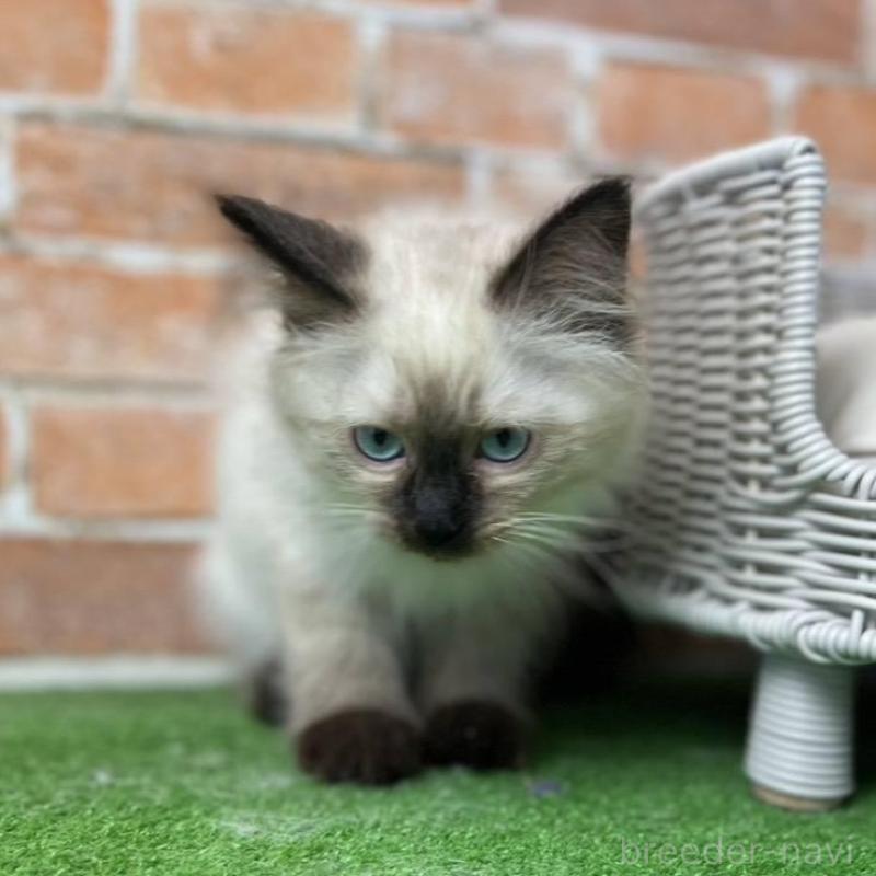 販売中の愛知県のサイベリアン-135021の14枚目