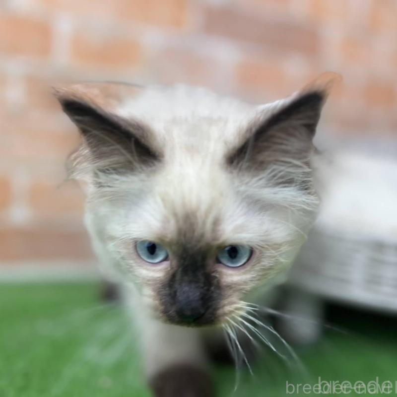 販売中の愛知県のサイベリアン-135021の13枚目