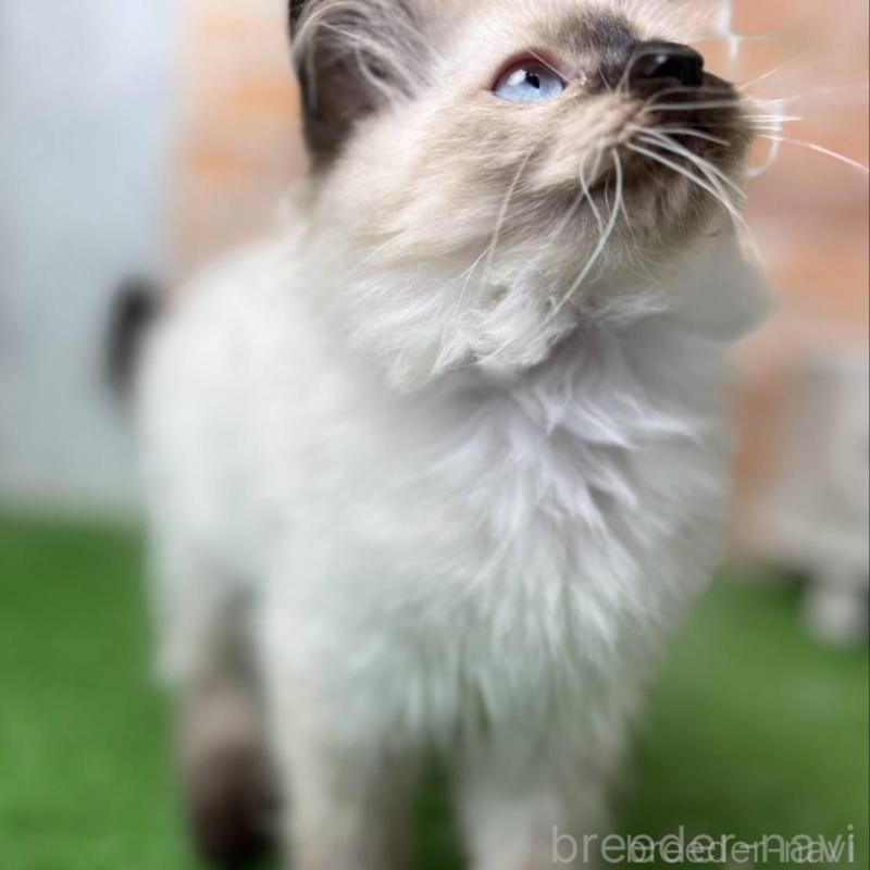 販売中の愛知県のサイベリアン-135021の12枚目