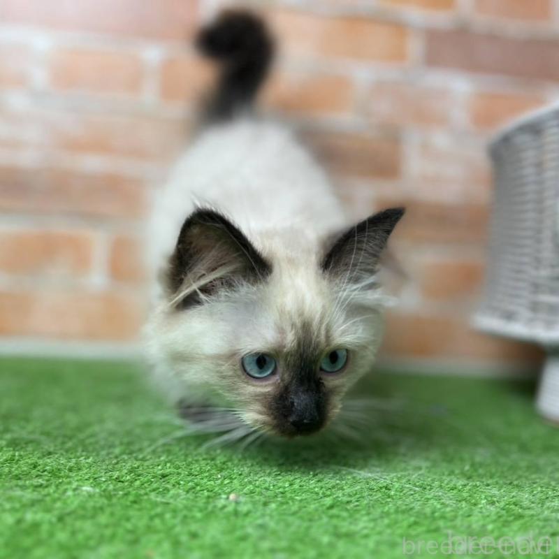 販売中の愛知県のサイベリアン-135021の11枚目