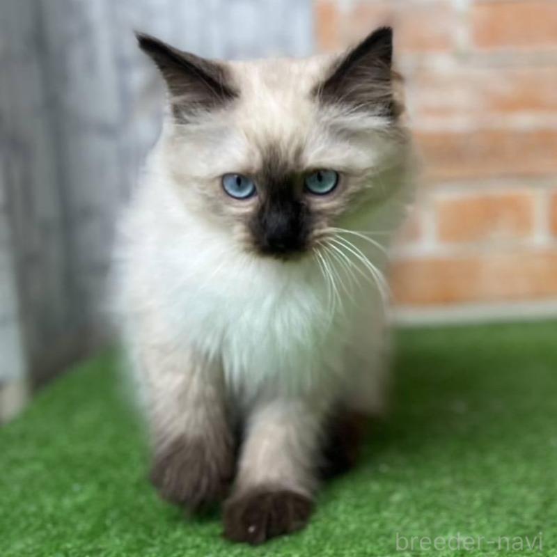 販売中の愛知県のサイベリアン-135021の10枚目