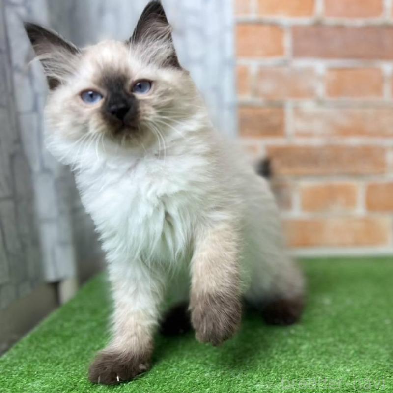 販売中の愛知県のサイベリアン-135021の9枚目