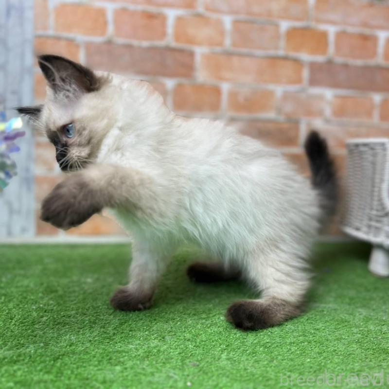 販売中の愛知県のサイベリアン-135021の8枚目