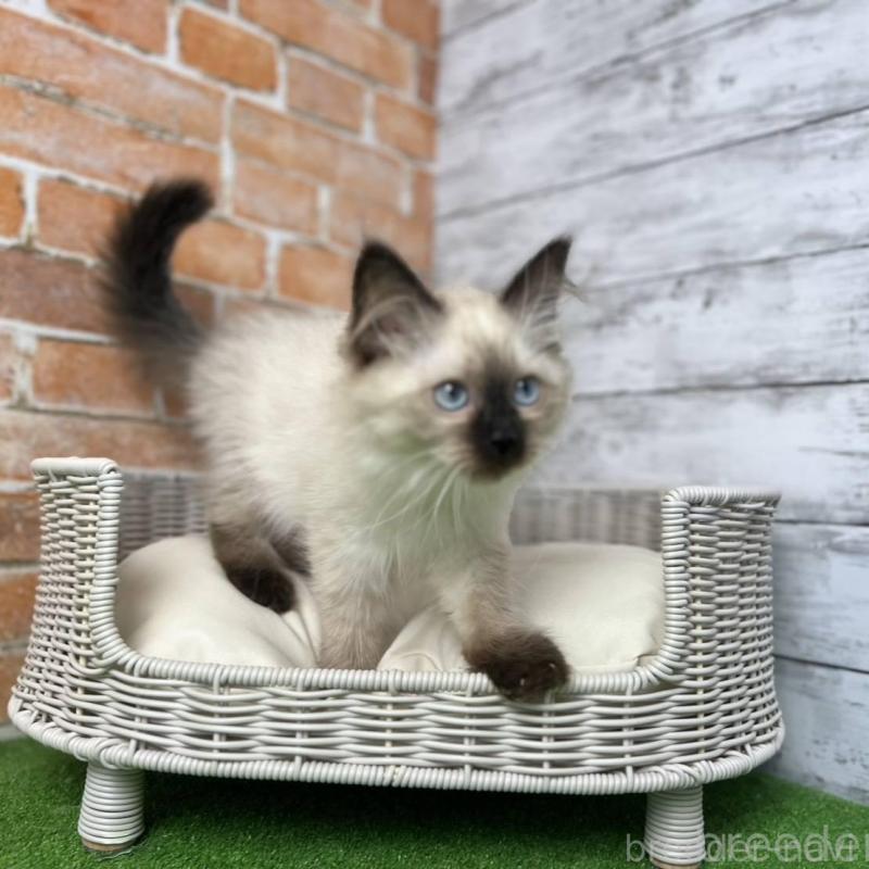 販売中の愛知県のサイベリアン-135021の7枚目