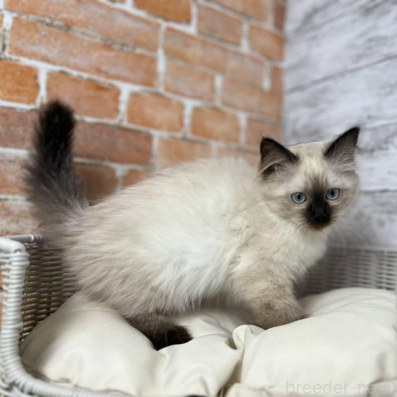 販売中の愛知県のサイベリアン-135021の6枚目