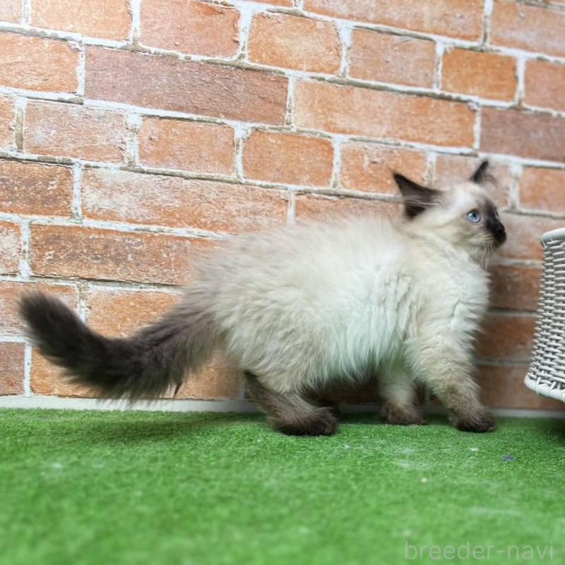 販売中の愛知県のサイベリアン-135021の5枚目