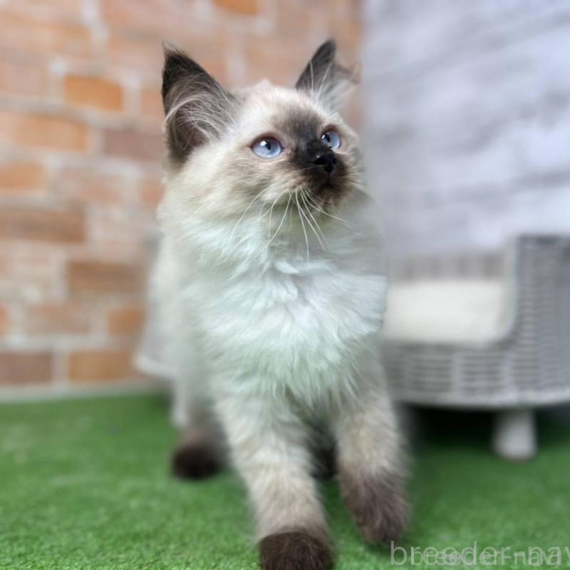 販売中の愛知県のサイベリアン-135021