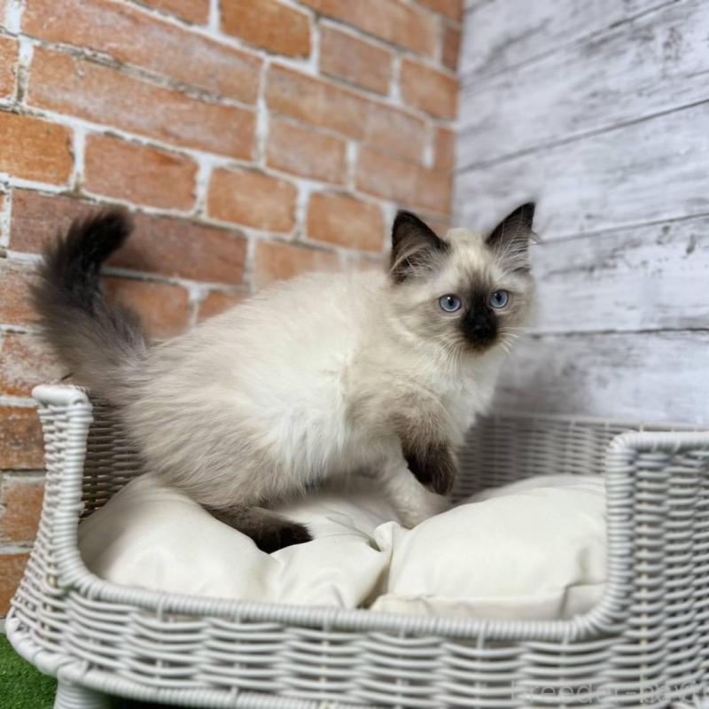 販売中の愛知県のサイベリアン-135021の4枚目