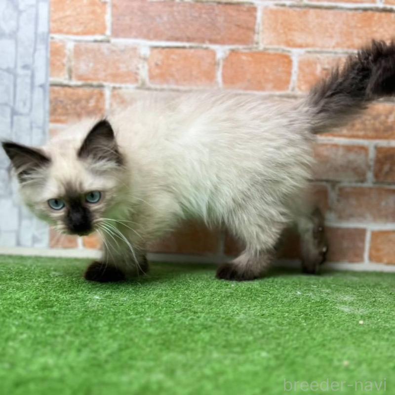 販売中の愛知県のサイベリアン-135021の3枚目