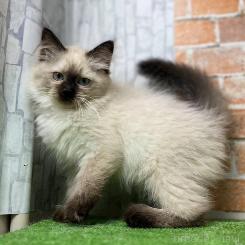 販売中の愛知県のサイベリアン-135021の2枚目