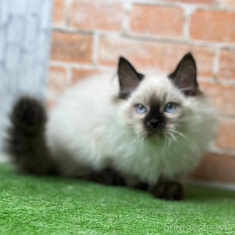 販売中の愛知県のサイベリアン-135024の11枚目