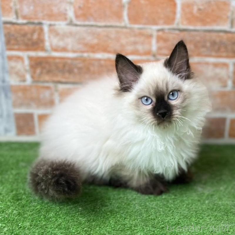 販売中の愛知県のサイベリアン-135024の10枚目