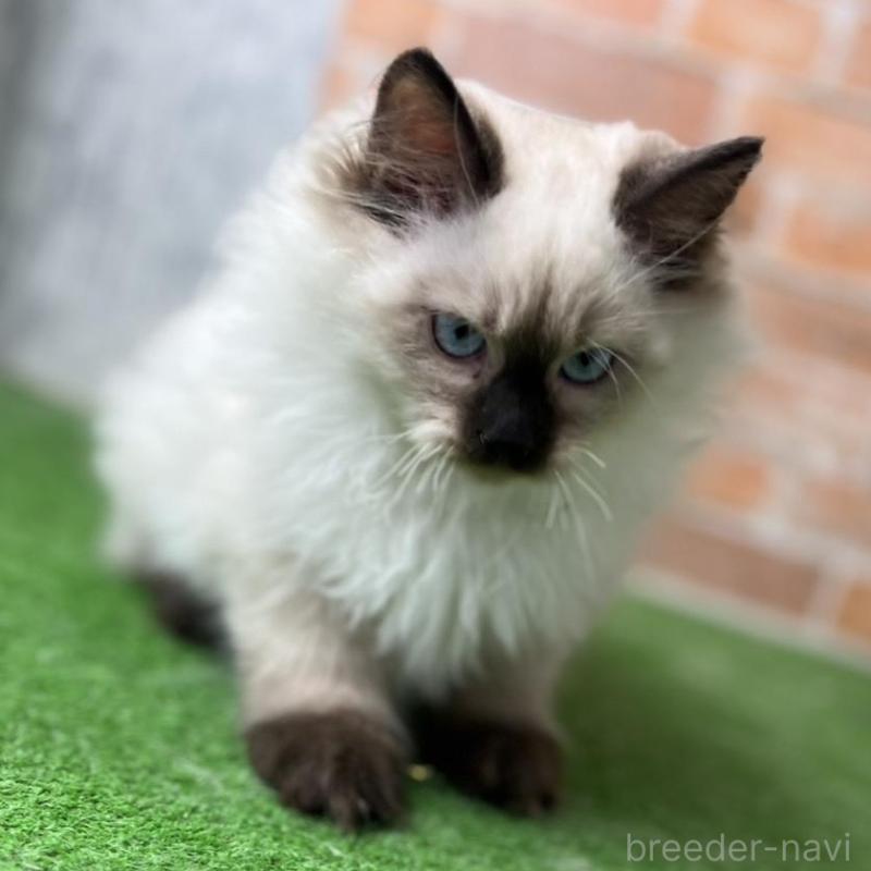 販売中の愛知県のサイベリアン-135024の9枚目