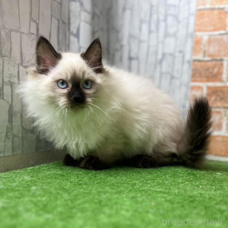 販売中の愛知県のサイベリアン-135024の8枚目