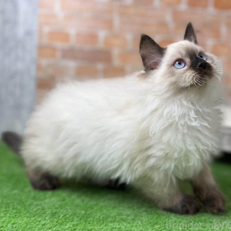 販売中の愛知県のサイベリアン-135024の7枚目