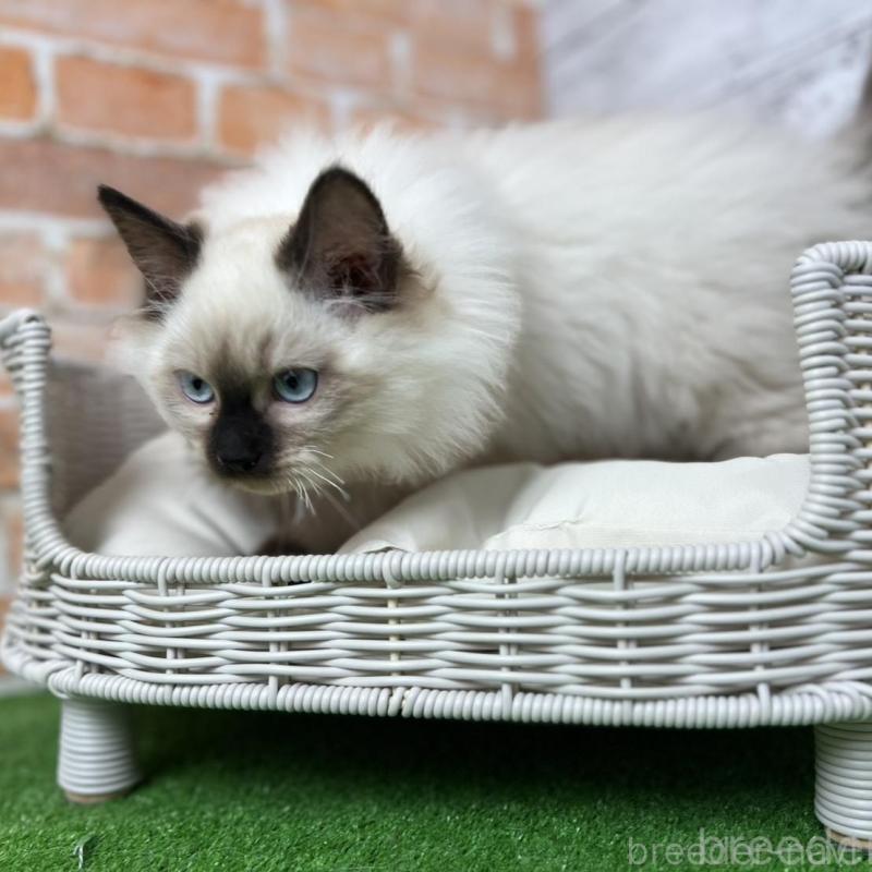 販売中の愛知県のサイベリアン-135024の5枚目