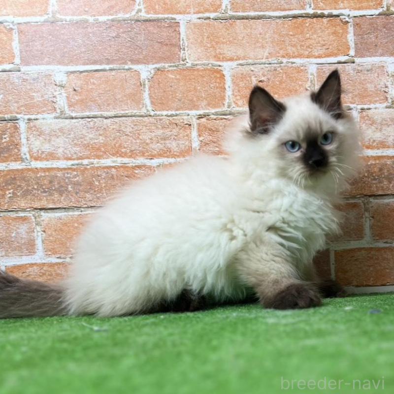 販売中の愛知県のサイベリアン-135024の3枚目