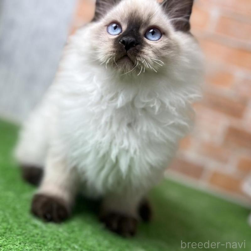 販売中の愛知県のサイベリアン-135024の1枚目