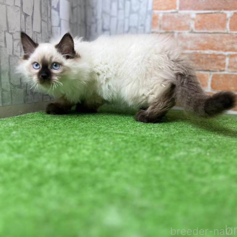 販売中の愛知県のサイベリアン-135024の2枚目